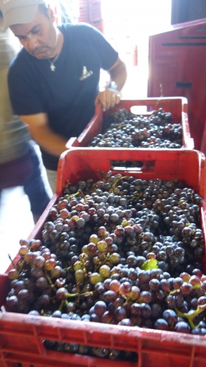 Grape Harvest at Graci