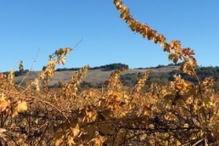 Sonoma Vineyard in Autumn