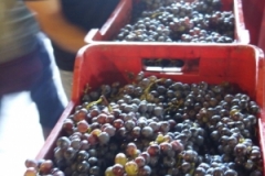 Grape Harvest at Graci