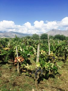 The Nerellos growing together in the Graci vineyards