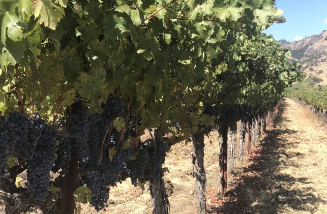 SUMMER IN THE VINEYARD | WINE