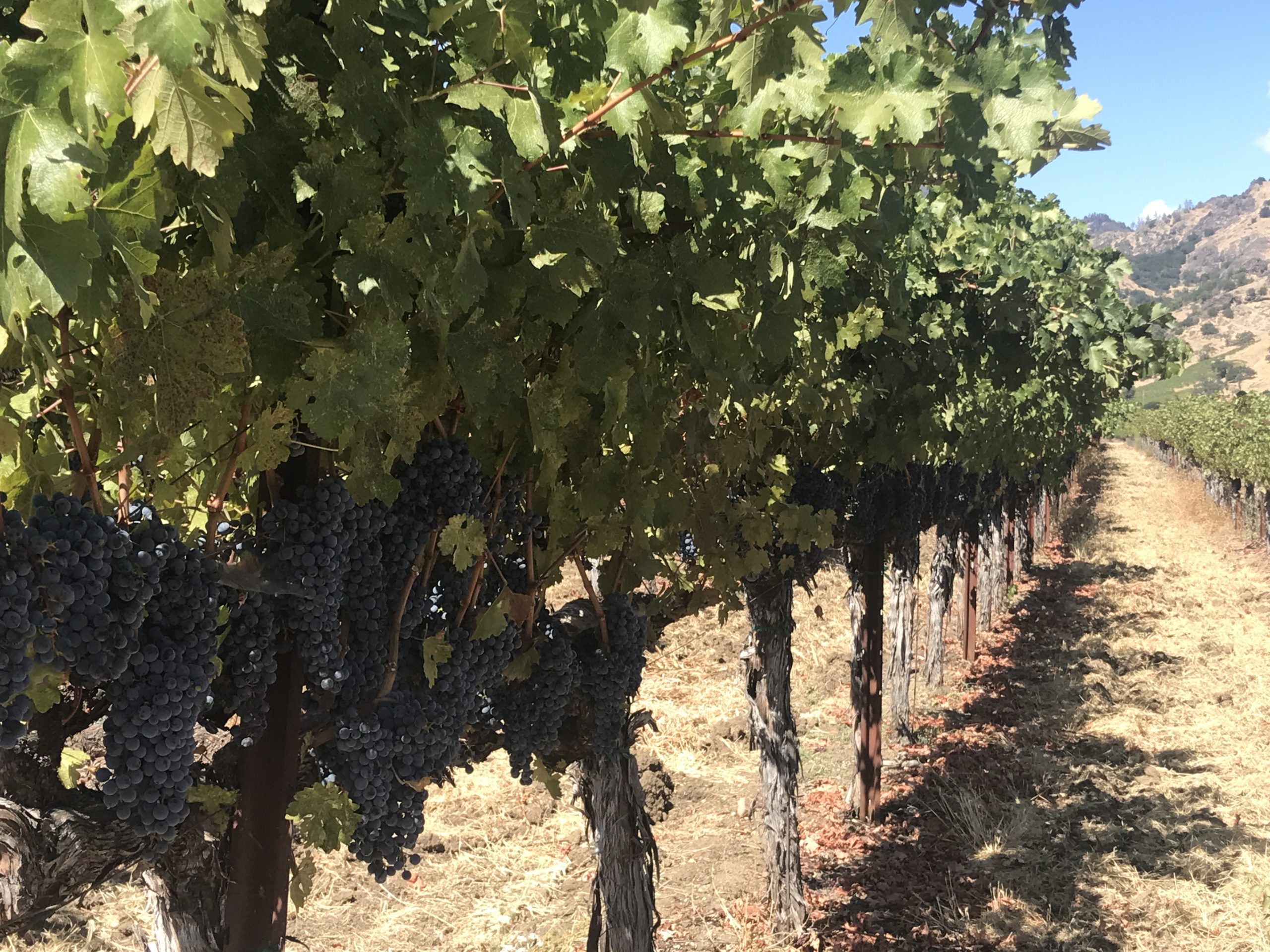 Summer in the Vineyard | WINE