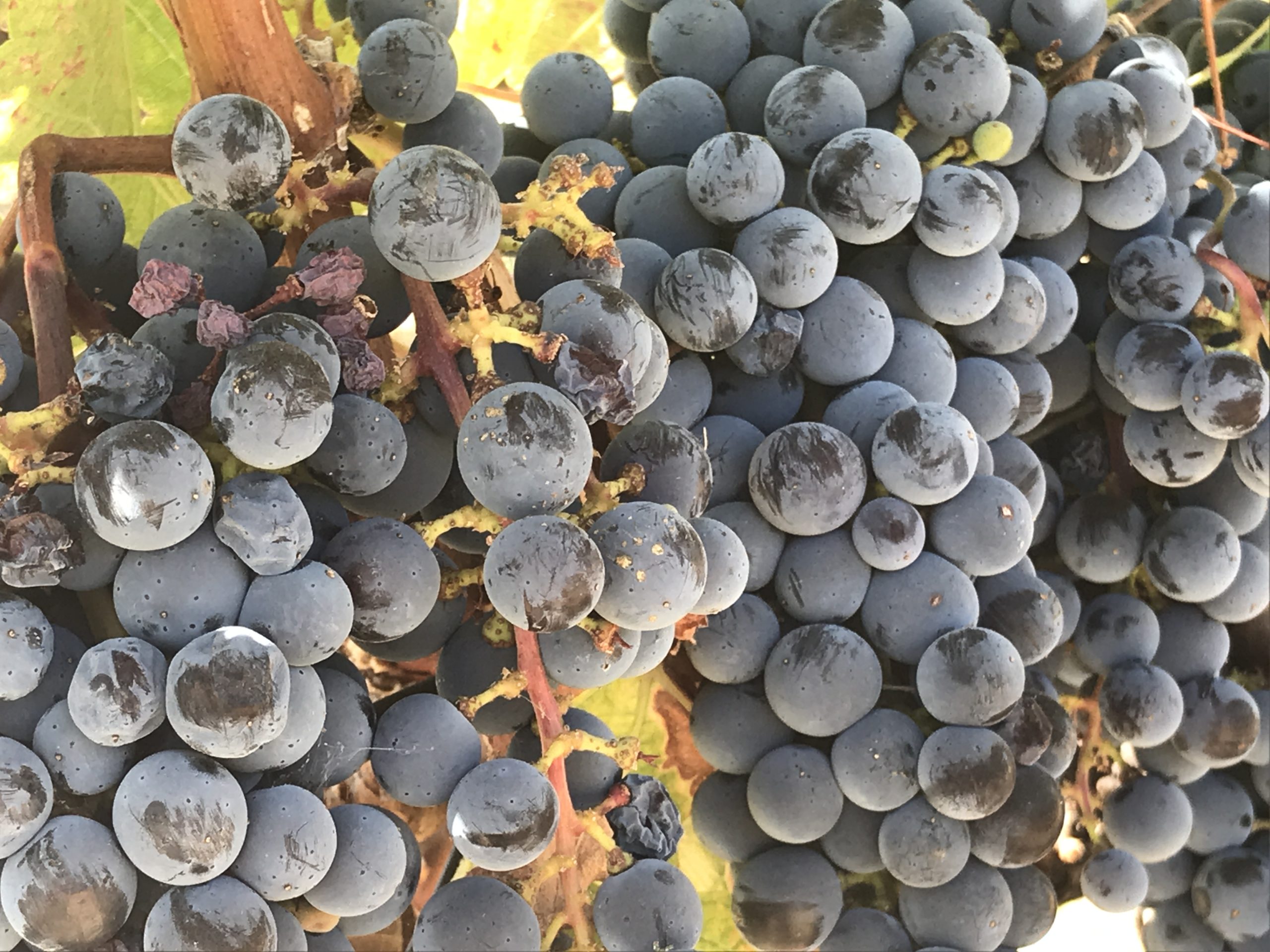 Autumn in the Vineyard | WINE