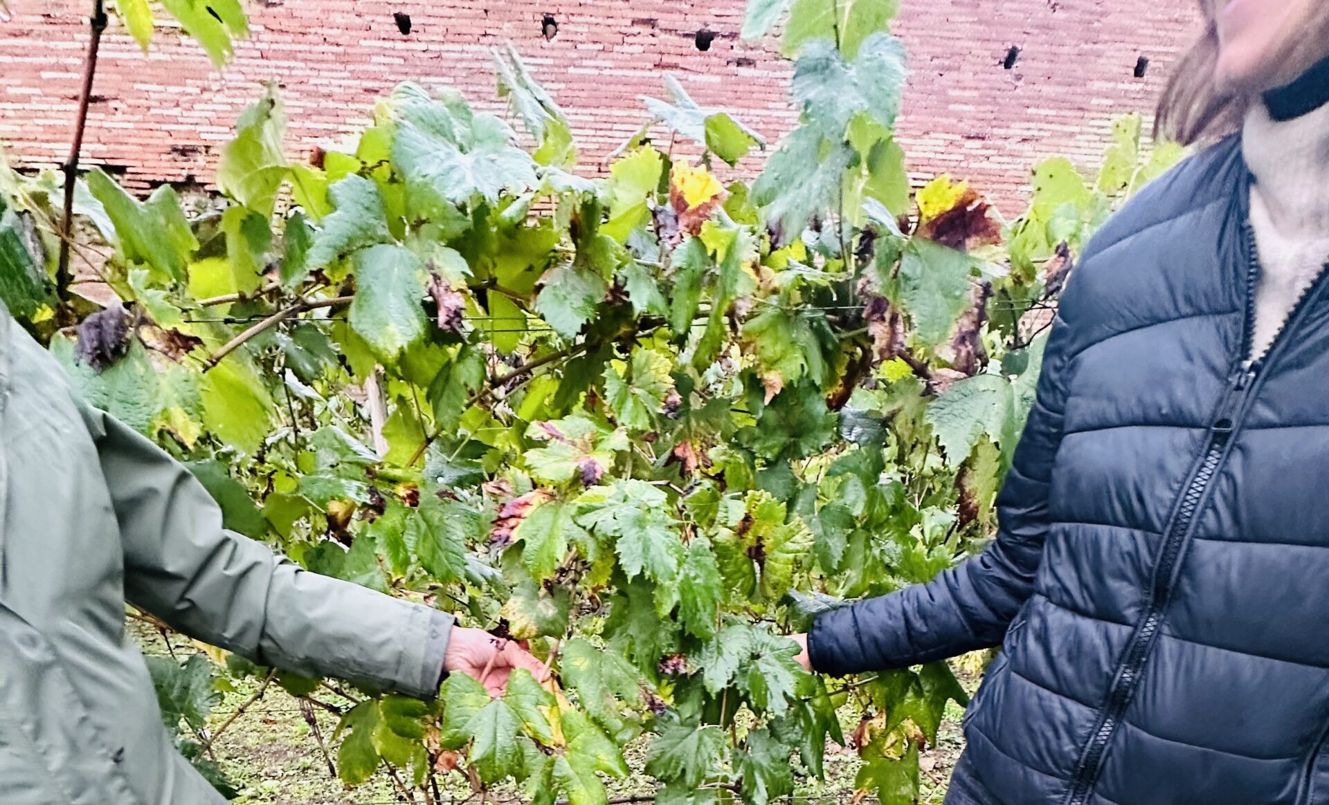 Gabriella Strano and Giovanna Trisorio with Bellone vines on Palatine Hill